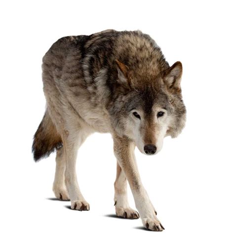 Timber wolf Definition & Meaning .